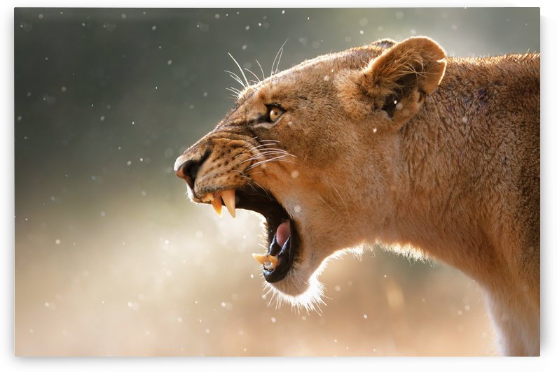 Lioness in the rain by Johan Swanepoel