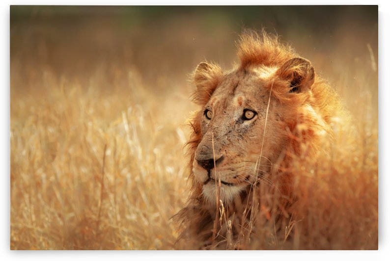 Lion in grassland by Johan Swanepoel