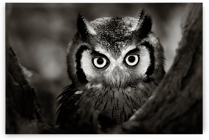 Whitefaced Owl close-up by Johan Swanepoel