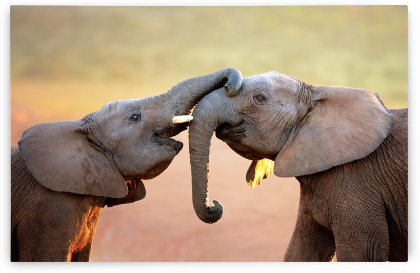 Elephants touching each other gently (greeting) by Johan Swanepoel