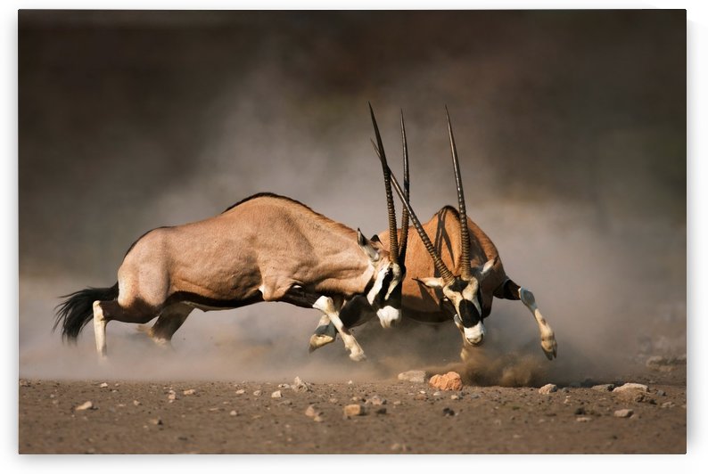 Gemsbok fight by Johan Swanepoel
