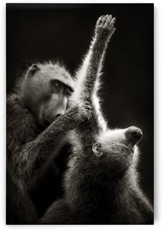 Chacma Baboons Grooming by Johan Swanepoel