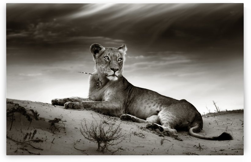 Lioness on desert dune by Johan Swanepoel