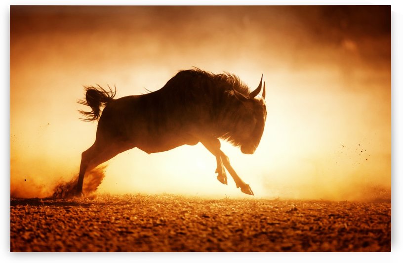 Blue wildebeest running in dust by Johan Swanepoel