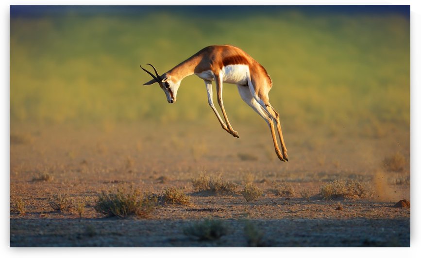 Running Springbok jumping high by Johan Swanepoel