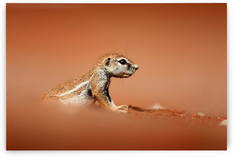 Ground squirrel on red desert sand by Johan Swanepoel