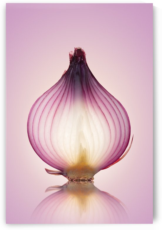 Red Onion Translucent layers by Johan Swanepoel