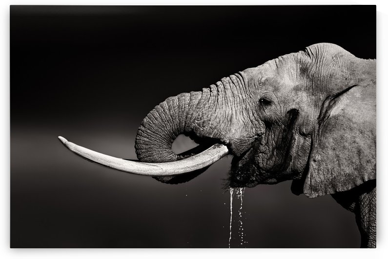 Elephant bull drinking water by Johan Swanepoel