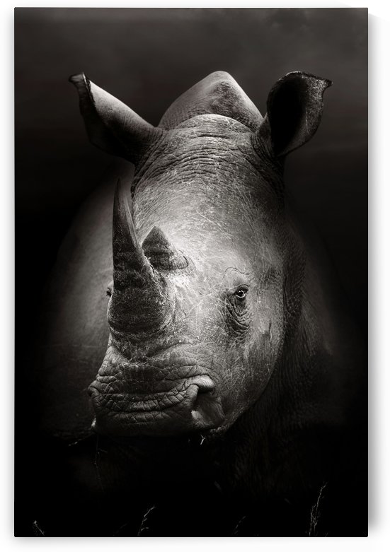 Rhinoceros portrait by Johan Swanepoel