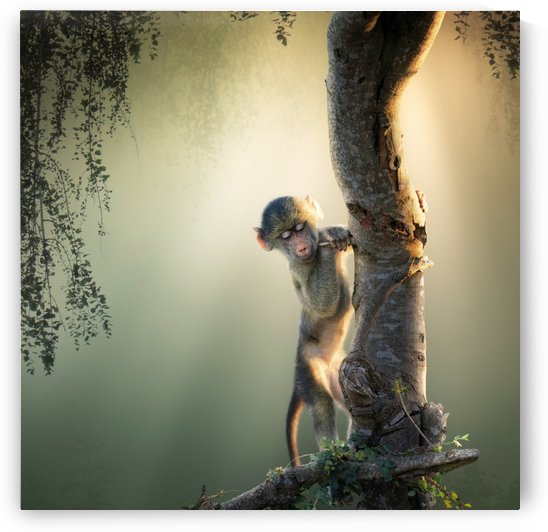 Baby Baboon in tree by Johan Swanepoel