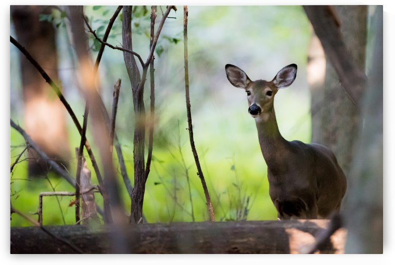 Cerf de Virginie by Sophie Thibault