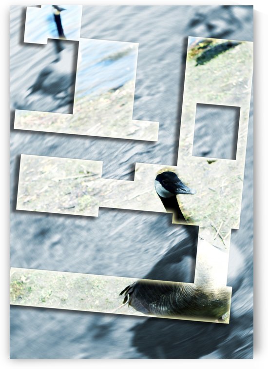 Bernache by Guy Charest