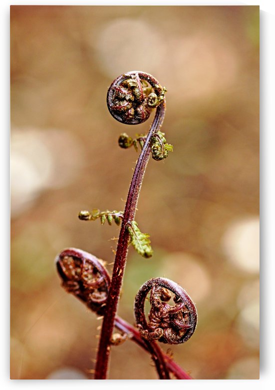 Lady Fern Spirals by Deb Oppermann