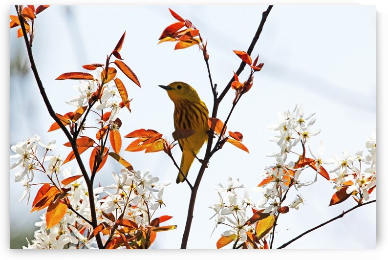 Yellow Warbler by Deb Oppermann