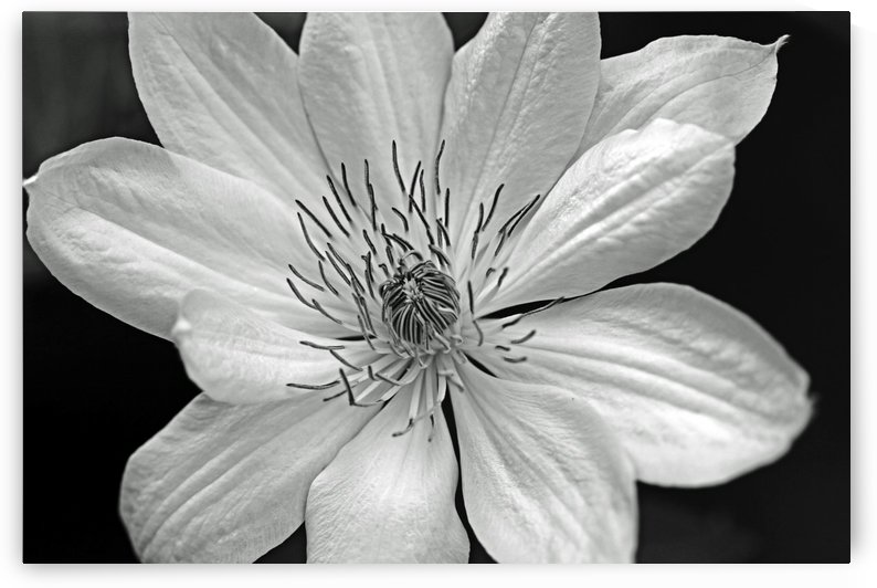 Clematis Black And White by Deb Oppermann