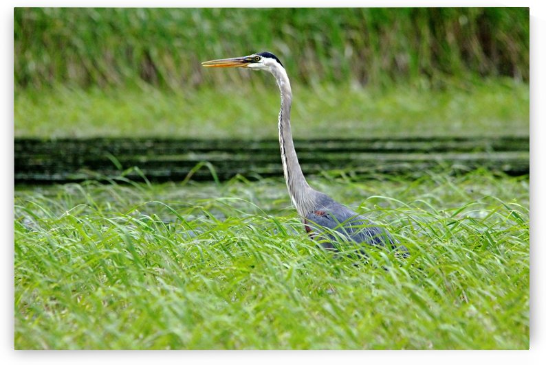 Great Blue Heron by Deb Oppermann