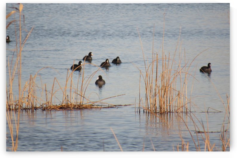 IMG_7824 by Liviu Sumanar