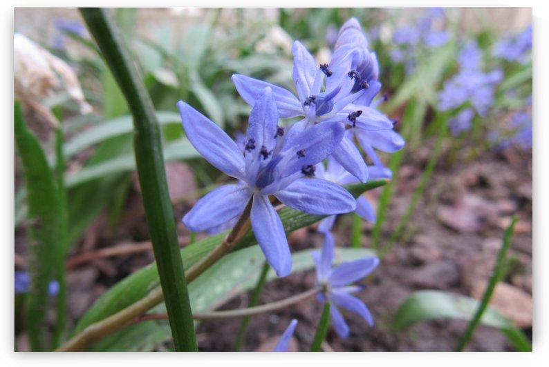 IMG_8643 by Liviu Sumanar