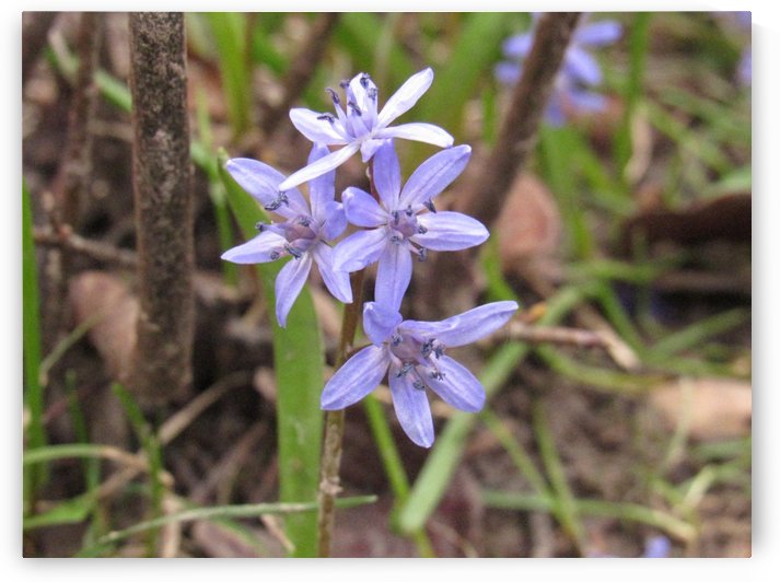 IMG_8656 by Liviu Sumanar