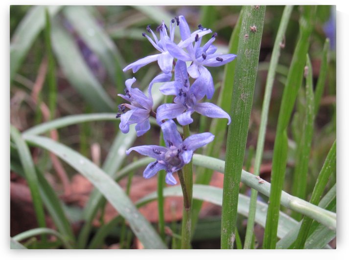 IMG_8668 by Liviu Sumanar