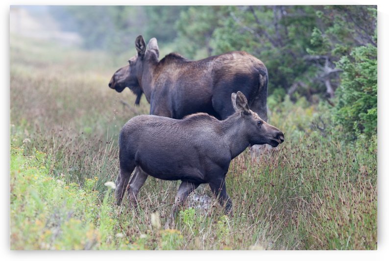 Mom and Calf Moose by Michel Soucy