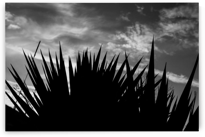 Silhouette 7 by Gray Studios