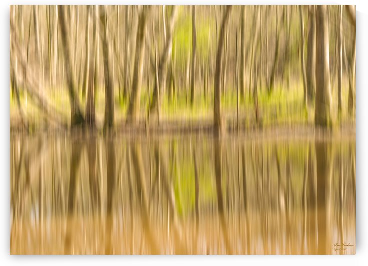 forest park reflections by crystalfind