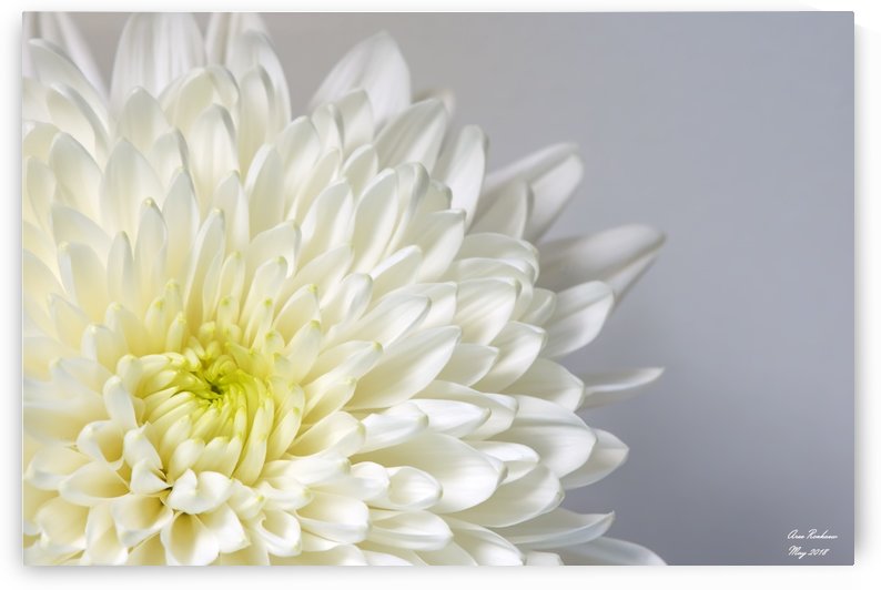 White Mum Flower by crystalfind