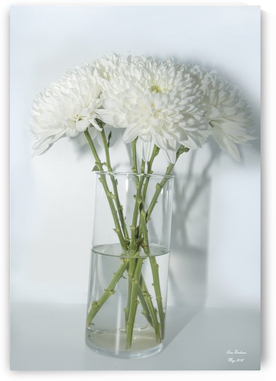 Mum Flower in a Vase by crystalfind