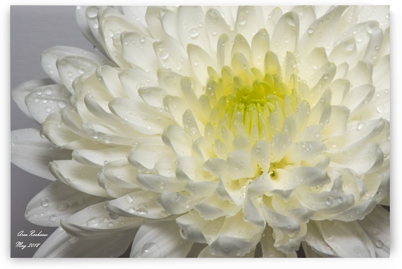  White mum flower with water droplets by crystalfind