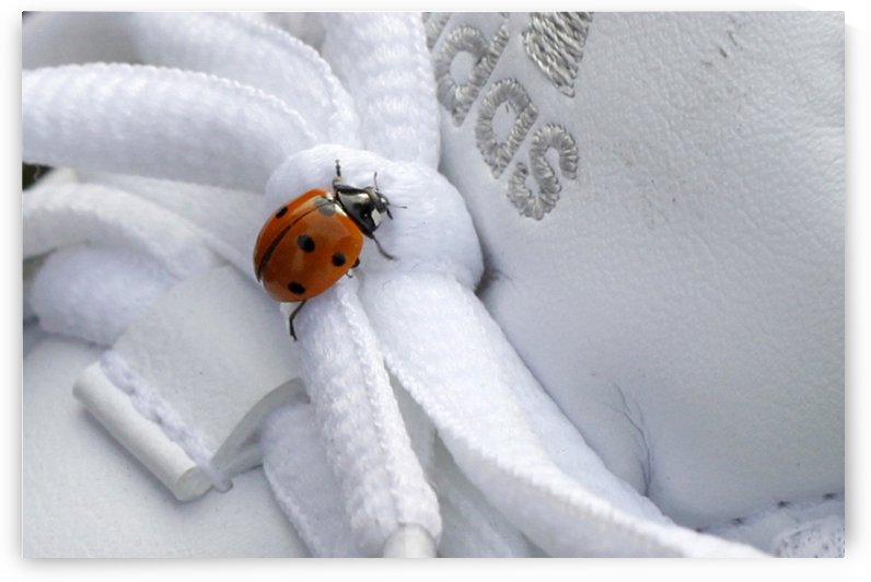 Ladybug by Maria Virginia Castro