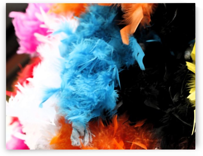 Colourful Feathers by Maria Virginia Castro