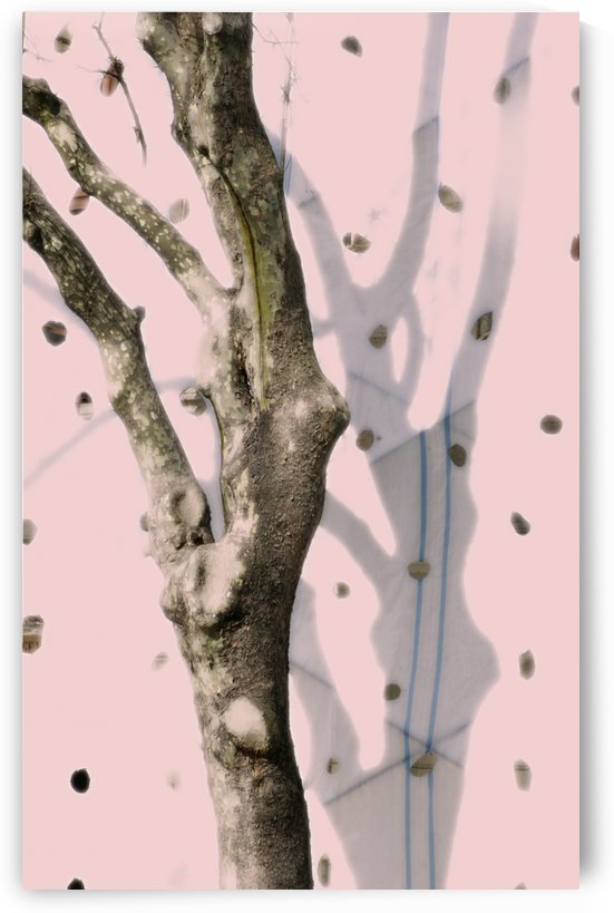 Istambul Dancing Tree by Maria Virginia Castro