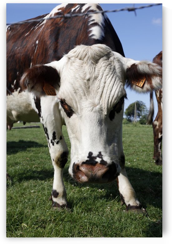 Cow by Maria Virginia Castro