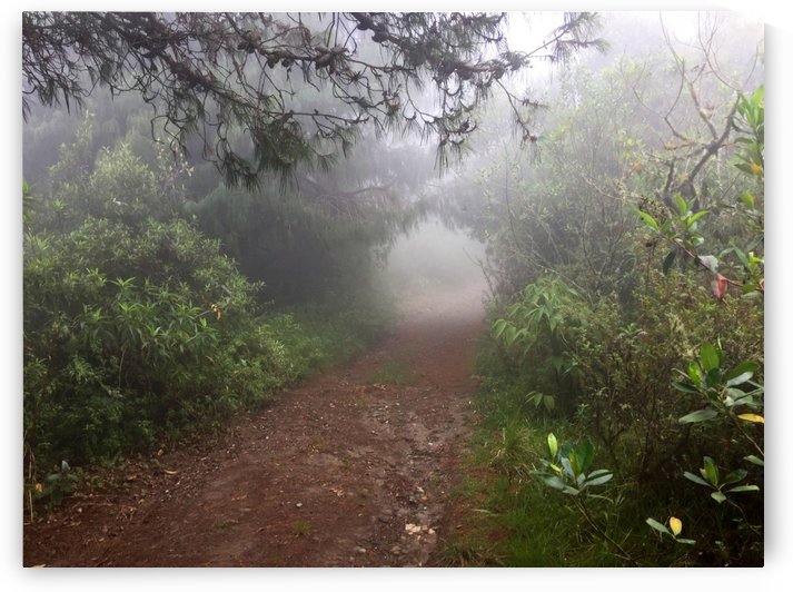 Where Gnomes Live by Maria Virginia Castro