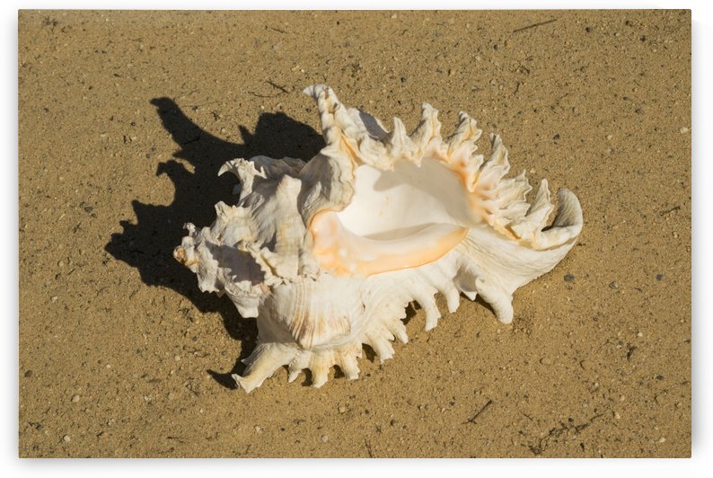 Murex Ramosun Rams Horn Shell by Frank Wilson