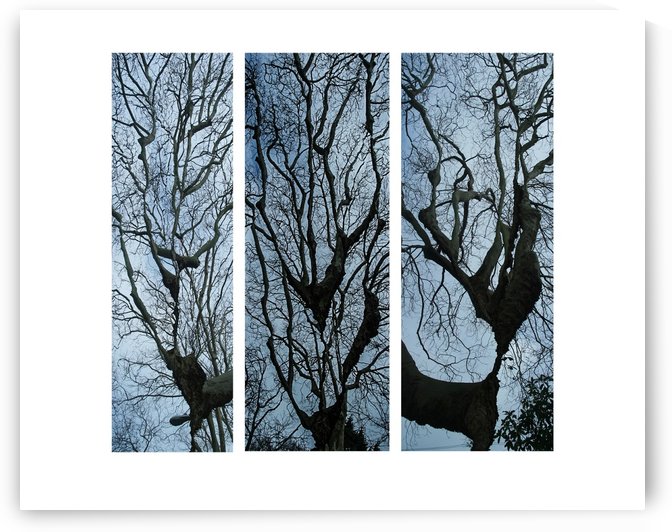 3 trees color  by Margaret Najder 