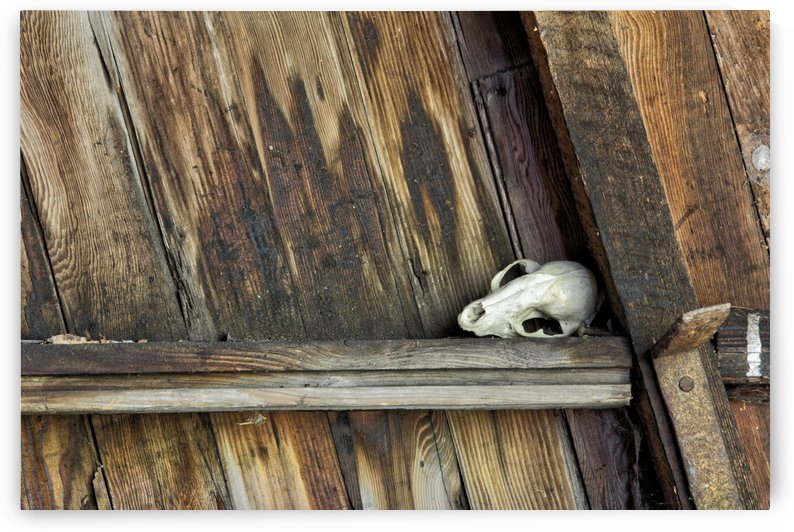 Bone and Wood by Michel Soucy