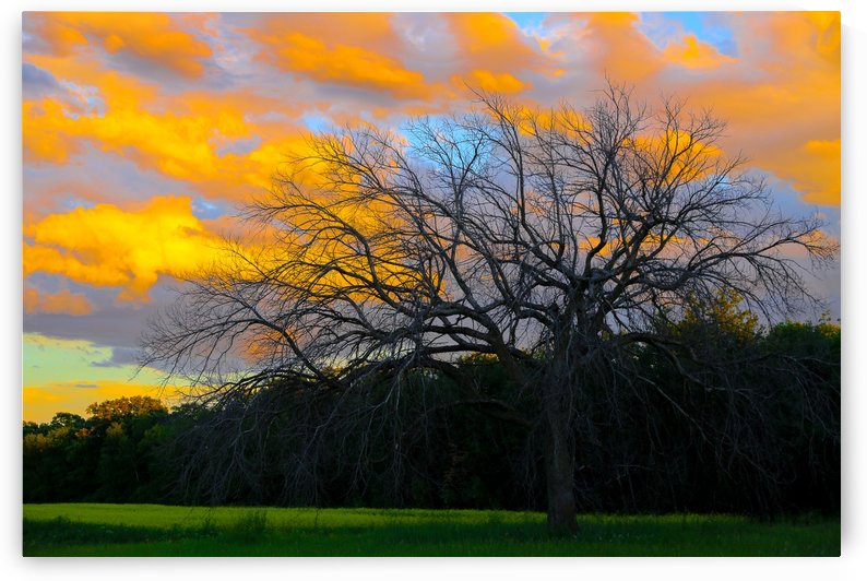 SUNSET AND LONELY TREE by Michael