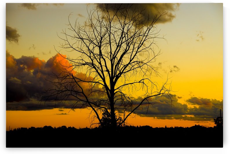 SUNSET AND TREE by Michael