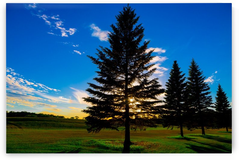 TREE AT SUNSET by Michael