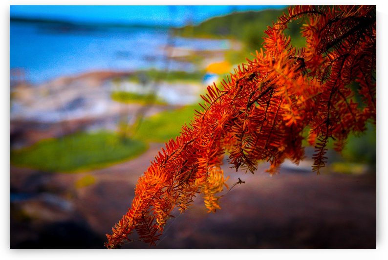 FALL RED MAPLE by Michael