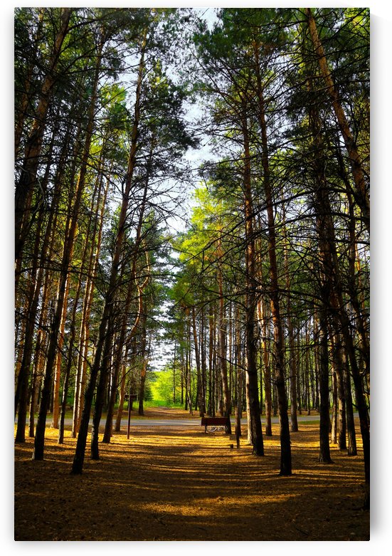 Bird Hill Manitoba  by Michael