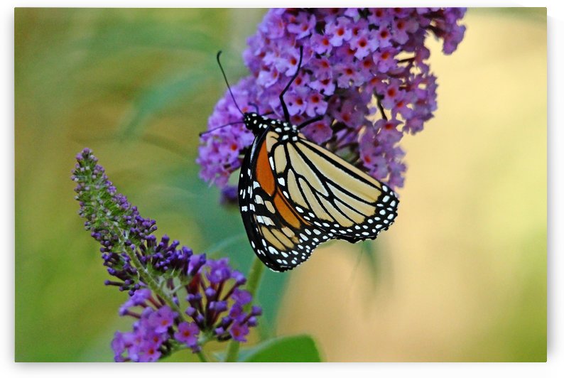 Sipping Nectar by Deb Oppermann