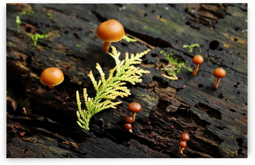 From The Damp And Dark by Deb Oppermann