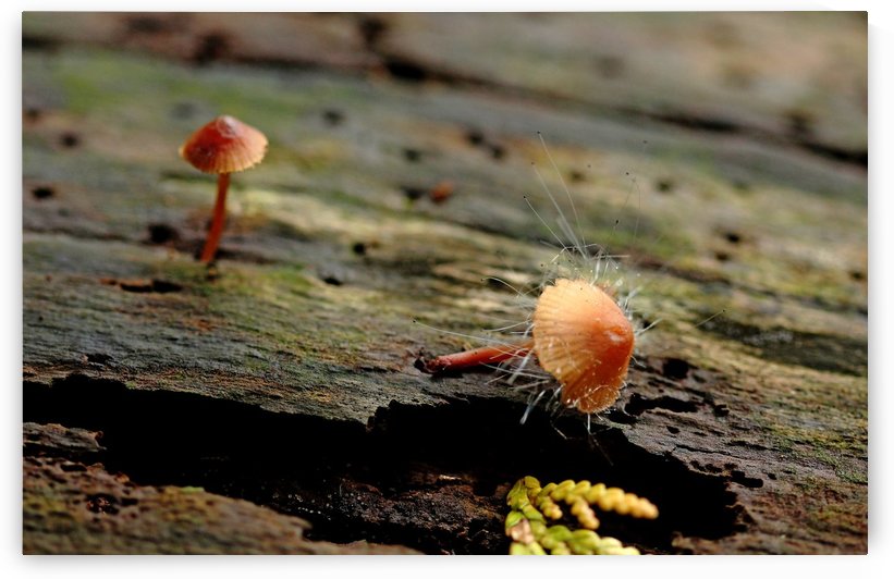 Tiny Life In The Woods by Deb Oppermann