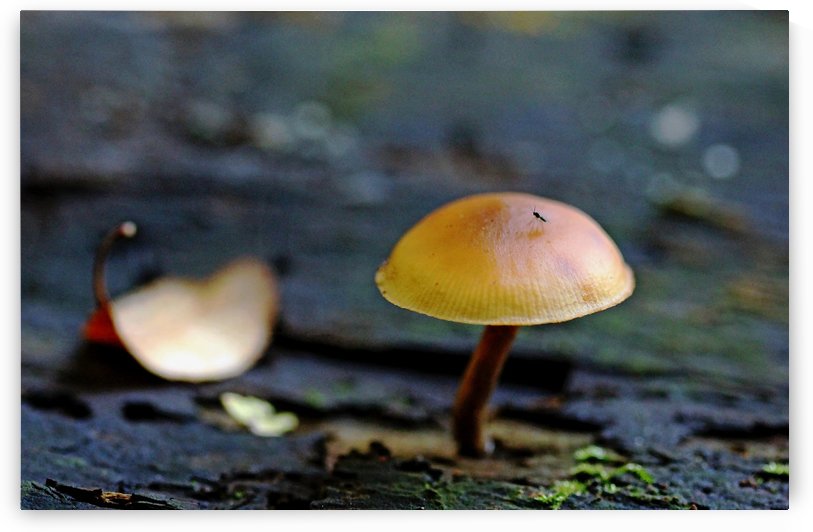 Tiny Mushroom by Deb Oppermann