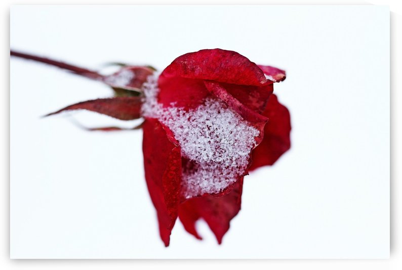Winter Rose by Deb Oppermann