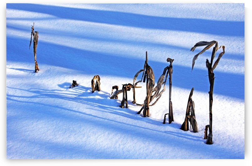 Winter Corn by Deb Oppermann