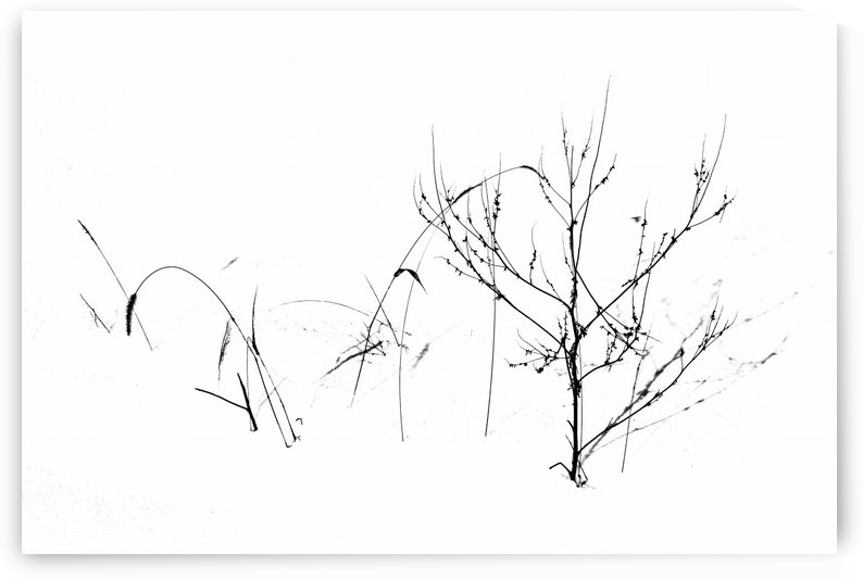 Winters Garden by Deb Oppermann